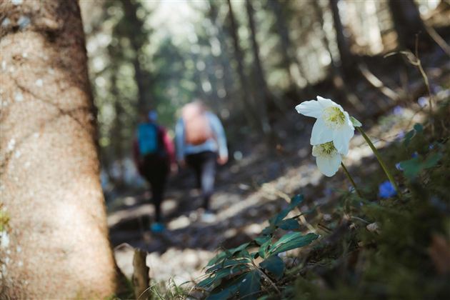Eine Blüte im Vordergrund wächst am Waldboden, während im Hintergrund zwei Wanderer einen Weg entlanggehen. Die Szenerie ist von Bäumen umgeben und strahlt eine ruhige, natürliche Atmosphäre aus.