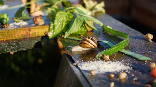 Schnecke Brennessel