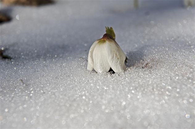 Eine einzelne Blüte auf einer schneebedeckten Fläche. Der Schnee glitzert im Sonnenlicht.