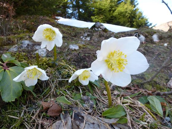 Weiße Blumen mit gelben Mitte wachsen in der Natur. Im Hintergrund sind grüne Bäume und schneebedeckte Flächen sichtbar.