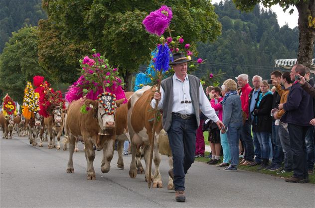 Een traditioneel versierde koeienparade met kleurrijke bloemen en feestelijk geklede mensen. Op de voorgrond leidt een boer de dieren langs de straat.