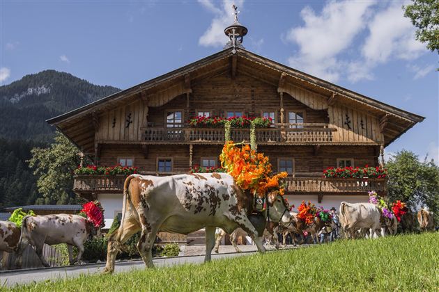 Een traditioneel houten huis met bloemenversieringen. Koeien met kleurrijke bloemenkransen trekken voorbij.