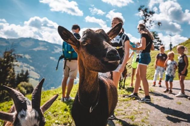 Söll_Spaß mit Ziege_Wilder Kaiser