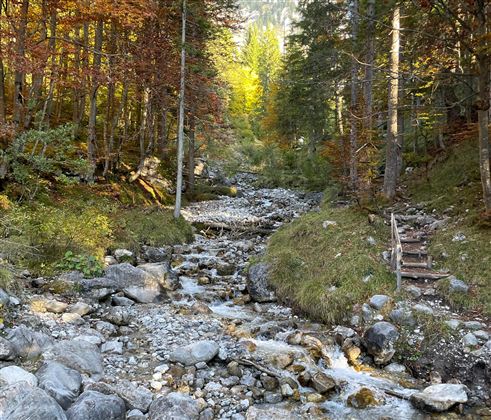 A clear brook flows through a forest with colorful autumn leaves. In the background, green trees and rocks are visible.