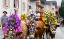 Almabtrieb @ Region Hohe Salve - Larissa Weiskopf