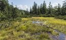 Ein wunderschönes Moorgebiet mit grünen Gräsern und kleinen Wasserstellen. Im Hintergrund stehen hohe Bäume unter einem klaren Himmel.