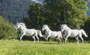 Drei weiße Pferde gallopieren über eine grüne Wiese. Im Hintergrund sind Bäume und Berge zu sehen.