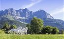 Drei weiße Pferde grasen auf einer Wiese vor majestätischen Bergen. Der Himmel ist klar und blau, die Landschaft ist grün und einladend.