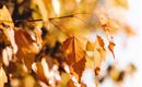 Herbstwanderung1