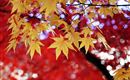 Herbstzeit