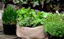 Eine Gruppe von frischen Kräutern in Töpfen und einem Jutebeutel. Die Pflanzen sind grün und vielfältig angeordnet.