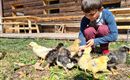 A boy is sitting on the grass and feeding small chicks. In the background, a wooden hut can be seen.