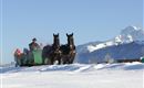 Eine Pferdeschlittenfahrt im verschneiten Winterlandschaft. Im Hintergrund sind Berge unter klarem Himmel sichtbar.