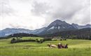 Mit der Kutsche durch die schöne Landschaft