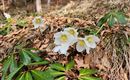 Weiße Blumen wachsen zwischen braunen Blättern und grünen Blättern im Wald. Die Umgebung ist ruhig und natürlich.