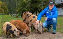 Scheffau_Mark Pirkner_Seespitzhof_Alpenschweine