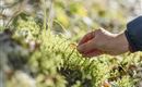 A hand gently reaches for a green moss. In the background, blurred plants and leaves are visible.