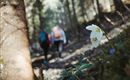 Eine Blüte im Vordergrund wächst am Waldboden, während im Hintergrund zwei Wanderer einen Weg entlanggehen. Die Szenerie ist von Bäumen umgeben und strahlt eine ruhige, natürliche Atmosphäre aus.