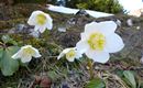 Weiße Blumen mit gelben Mitte wachsen in der Natur. Im Hintergrund sind grüne Bäume und schneebedeckte Flächen sichtbar.
