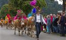 Een traditioneel versierde koeienparade met kleurrijke bloemen en feestelijk geklede mensen. Op de voorgrond leidt een boer de dieren langs de straat.