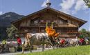 Söll_Kühe unterwegs nach Hause_Wilder Kaiser