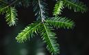 Die Nahaufnahme von grünen Tannenzweigen zeigt detaillierte Nadeln. Der Hintergrund ist dunkel, was die Farben der Blätter hervorhebt.