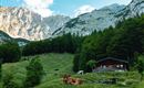 Eine idyllische Alm mit Kühen, umgeben von grünen Wiesen und majestätischen Bergen. Im Hintergrund steht ein gemütliches Holzhaus unter einem klaren Himmel.