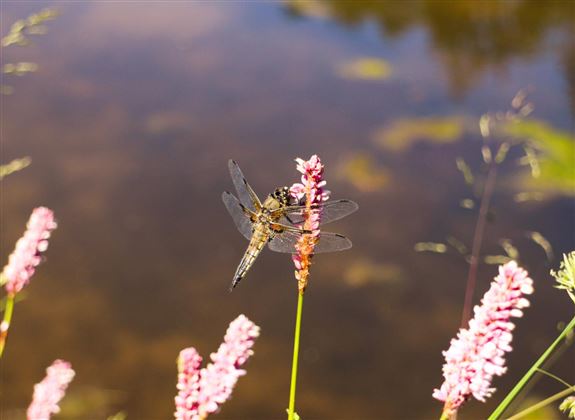 Vierflecklibelle