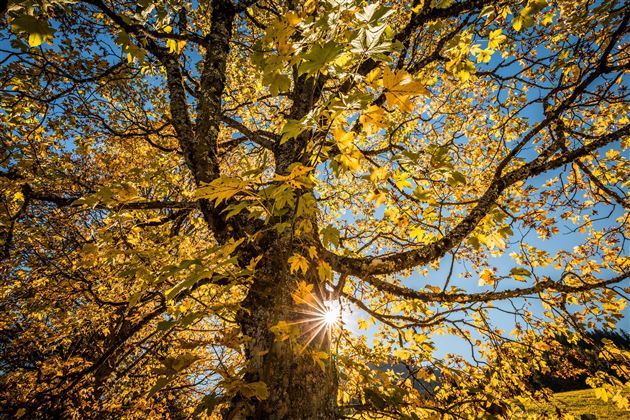 Wald @Mathäus Gärtner