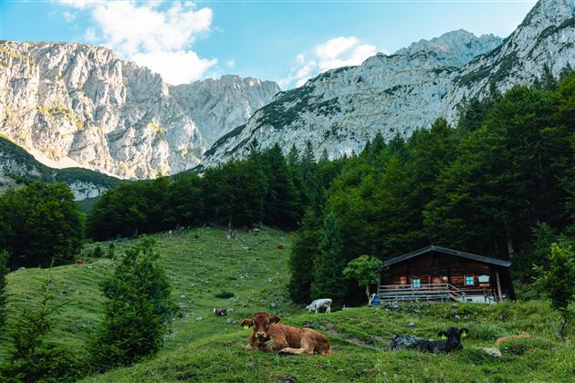 Eine idyllische Alm mit Kühen, umgeben von grünen Wiesen und majestätischen Bergen. Im Hintergrund steht ein gemütliches Holzhaus unter einem klaren Himmel.