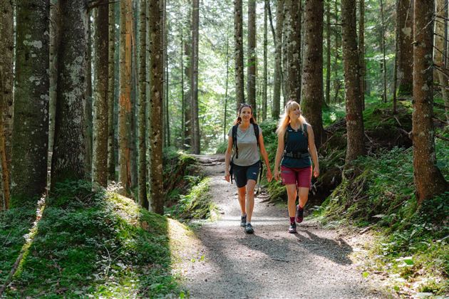 Two women are hiking on a forest path between tall trees. The sun shines through the canopy of leaves, creating a pleasant atmosphere.