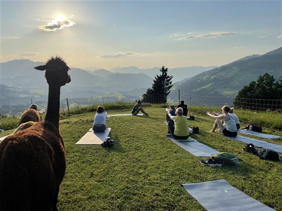 Yoga mit Alpakas