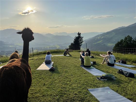 Yoga mit Alpakas