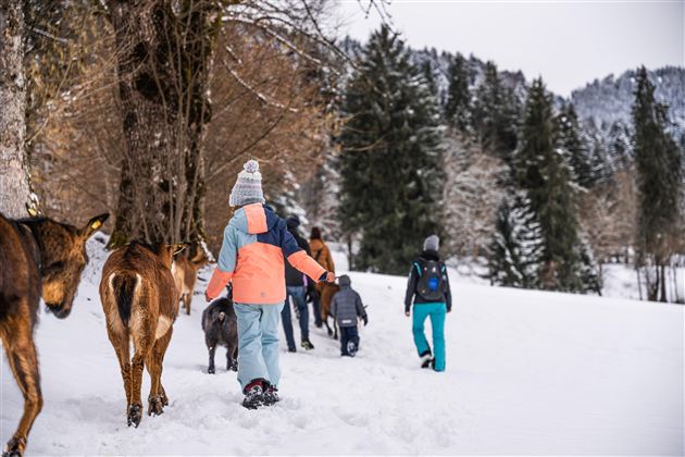 Eine Gruppe von Menschen wandert im Schnee, begleitet von mehreren Ziegen. Im Hintergrund sind verschneite Bäume und ein bewölkter Himmel zu sehen.