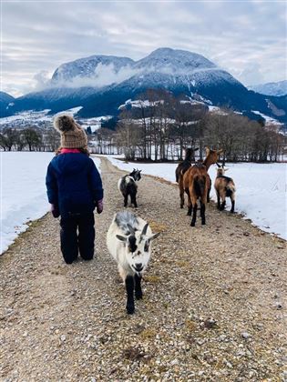 Ziegenwanderung