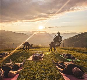 Alpaka Yoga Abends