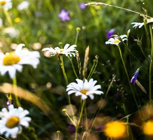 Brixentaler mountain herbs hike