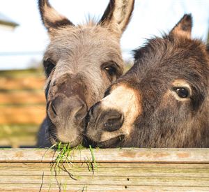 Donkey and Llama Hike z’Poifn