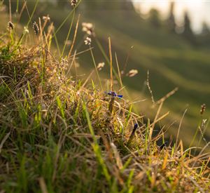 A green meadow with tall grass and scattered flowers. The gentle slope is illuminated by warm light.