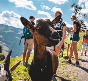 Meet the Goats at Nico's Farm