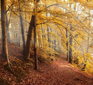 On the trail of nature - the forest adventure tour in Hopfgarten