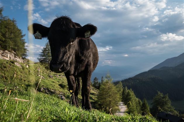 Een zwarte koe op een weelderige wei met een bergachtig landschap op de achtergrond. De lucht is bewolkt en het licht is zacht.