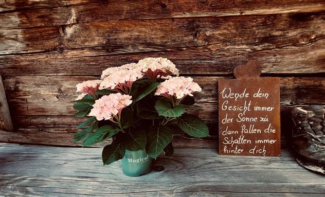Au Hochalm Blume