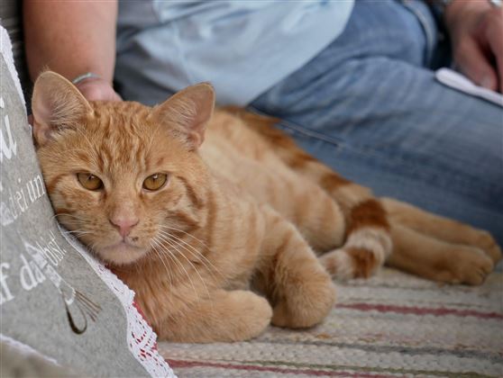 Au Hochalm Katze