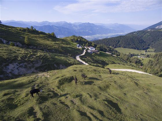 Een idyllisch berglandschap met zachte heuvels en een heldere weg. Op de voorgrond grazen enkele koeien op de weide.