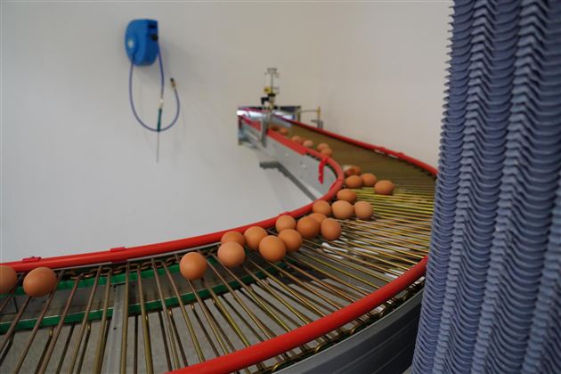 Beförderung der Eier