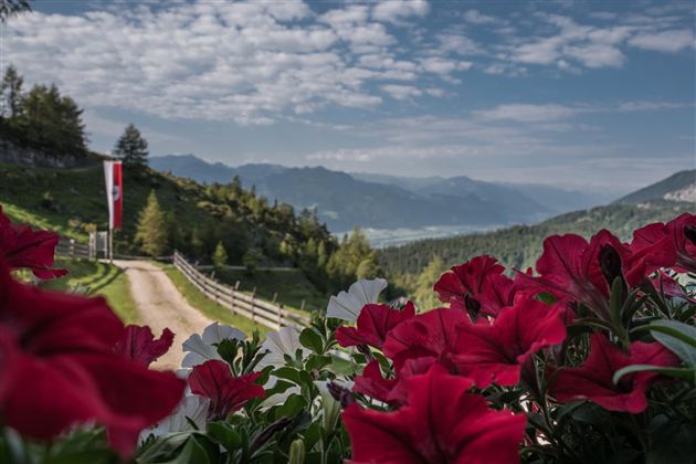 Buchacker Alm Aussicht Blumen