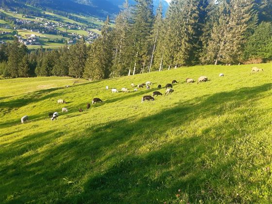 Ellmau_Hochfilzer_Wilder Kaiser (2)