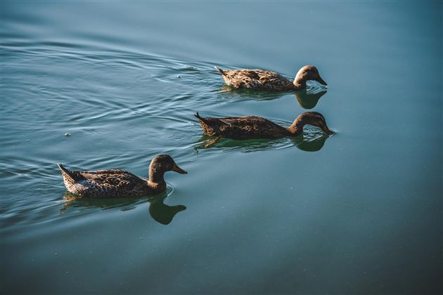 Enten