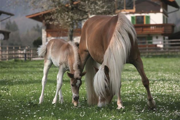 Fohlenhof Ebbs